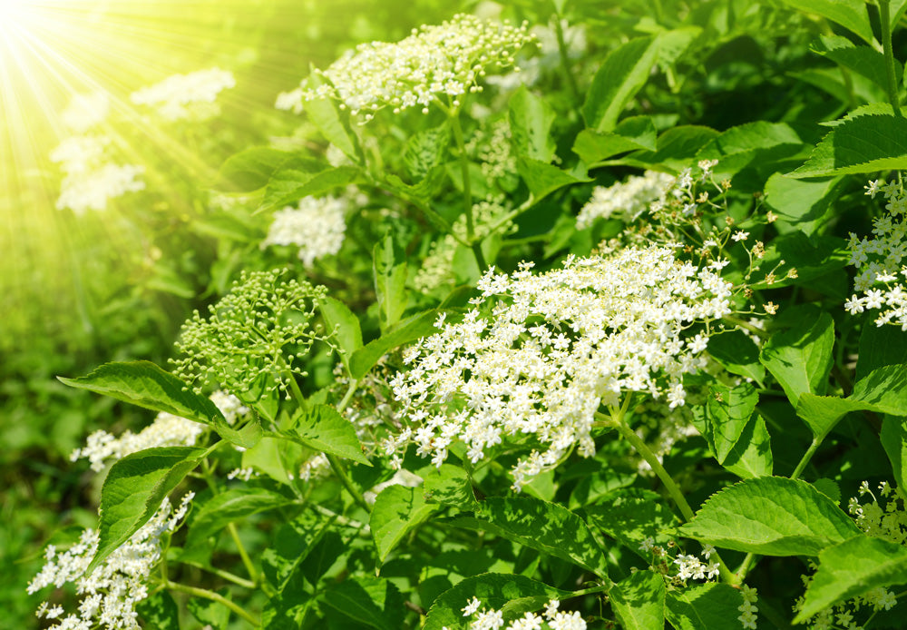 Elderflower Orchard - 50cl Bottle